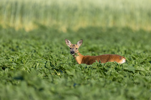 Female roe deer (Capreolus capreolus) eating in an agricultural field.