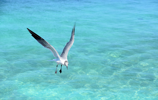 Laughing gull flying over turquoise tropical waters in Aruba.