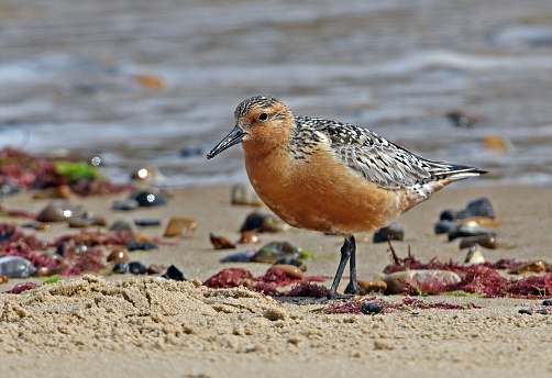Red Knot (Calidris canutus) summer plumage with a few retained winter feathers\n\nEccles-on-sea, Norfolk, UK.                 July