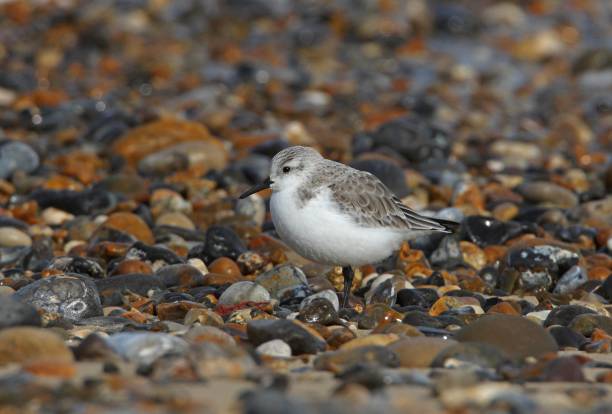 SANDERLING (Calidris alba) Sanderling (Calidris alba) winter plumage adult standing on wet shingle beach

Eccles-on-Sea, Norfolk, UK.         March sanderling calidris alba stock pictures, royalty-free photos & images