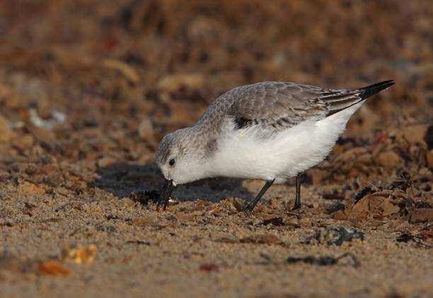 SANDERLING (Calidris alba) Sanderling (Calidris alba) winter plumage adult picking food item from beach

Eccles-on-Sea, Norfolk, UK.                            December sanderling calidris alba stock pictures, royalty-free photos & images