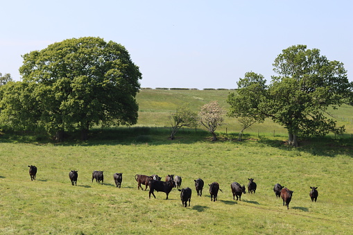 Herd of cows in a green field in summer