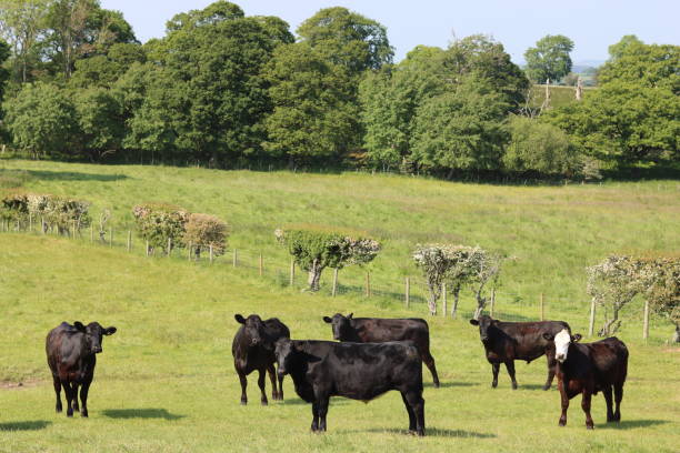 istock Herd of cows in a green field in summer 1519601268
