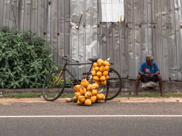 A man selling fresh coconuts attached to his bicycle on a busy road  in Ahangama Sri Lanka