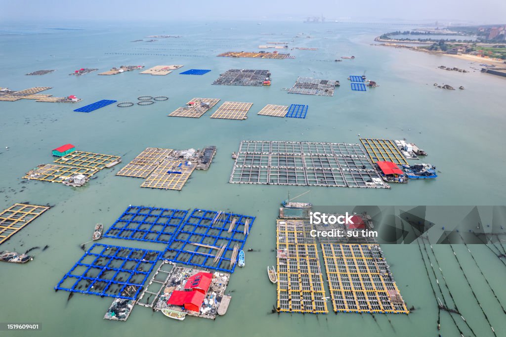 Floating plates of aquaculture farms floating on the sea Aquaculture Stock Photo