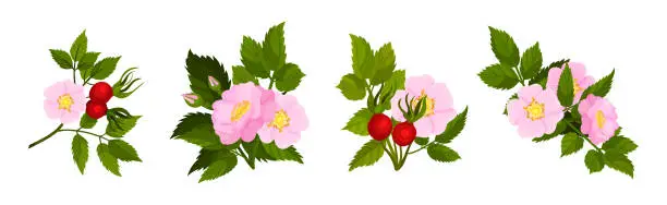 Vector illustration of Tender Pink Flowers of Rosa Canina or Dog Rose Plant with Mature Red Rose Hips Vector Set