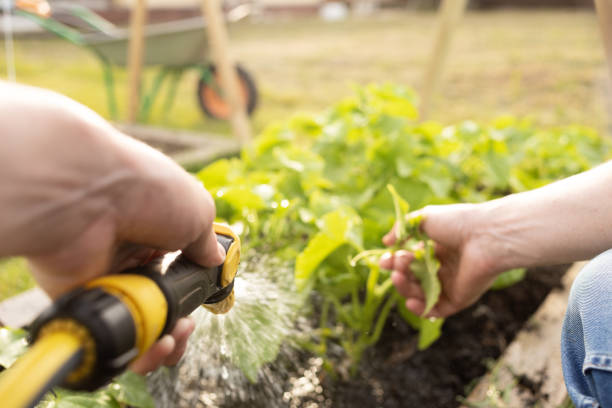istock 50 year old white farmer watering garden plants 1519622169