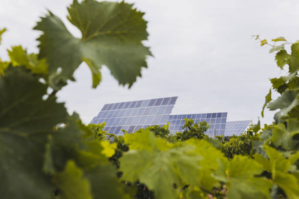istock Solar panels and green leaves. Renewable energy concept. 1519622796