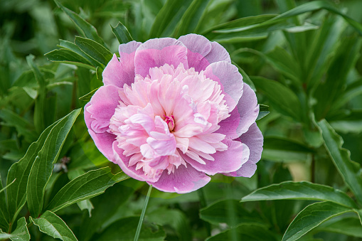 Pink peony on green background. Summer flower. Bud with petals closeup. Floral nature. Beautiful purple spring gentle flower bush leaves