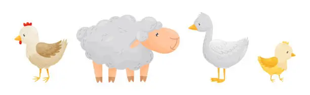 Vector illustration of Farm Poultry and Livestock with Sheep, Hen, Goose and Chick Vector Set
