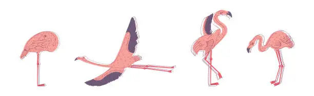 Vector illustration of Pink Flamingo Bird with Long Curved Neck and Legs in Different Poses Vector Set