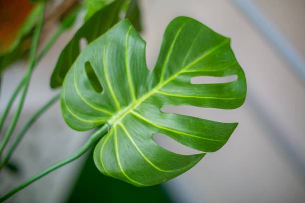 istock Green leaves for background and wallpaper 1519658489
