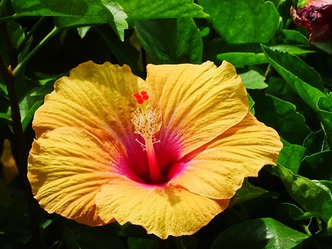 The vibrant yellow colour hibiscus flower is very beautiful and gorgeous. It is a tropical flower. It has very smooth, charming, vibrant, and large petals. The pollen of the flower is in red and yellow colours. A stem that protrudes outside from the centre of the flower holds the pollen. It is a classic flower and is widely used in worshipping God. The side view of the blossom and the protruding pollen are gorgeous. The green leafy background highlights the vibrant colour of the blooming flower.