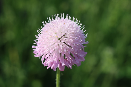 Close up of a single pink scabious flower