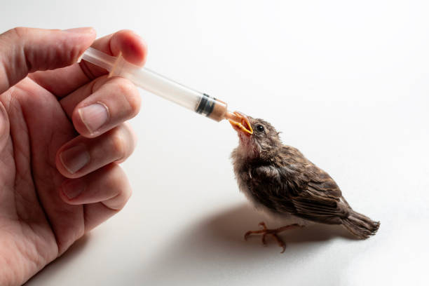 istock House Sparrow nestling (Passer domesticus) eating from a syringe 1519678973