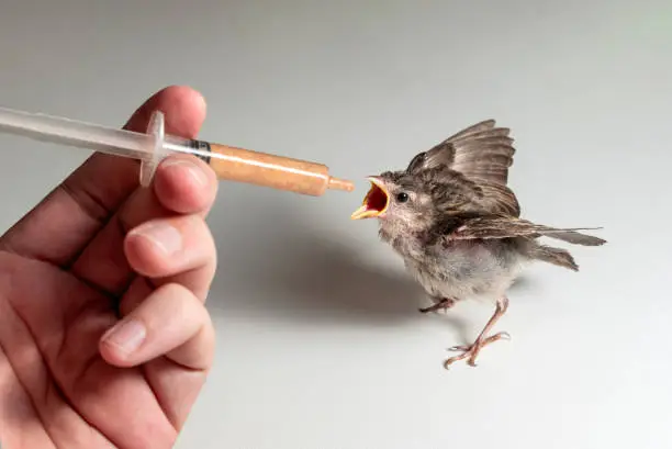 Photo of Feeding a sparrow chick (Passer domesticus) with a syringe