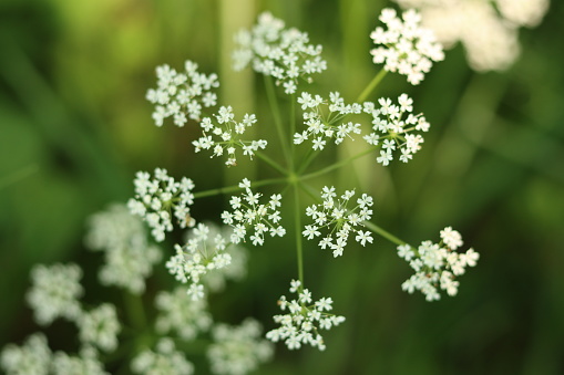 Close up of white cow parsley flowers