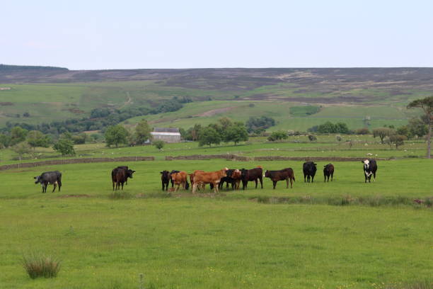 istock Herd of cows in a green field in summer 1519697816