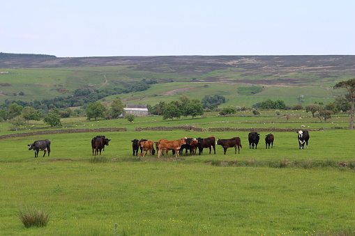 Herd of cows in a green field in summer