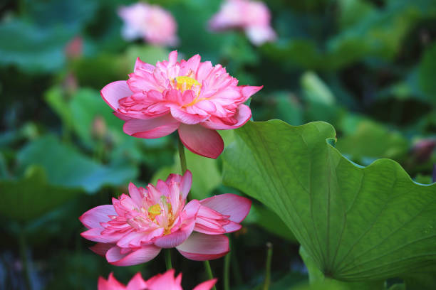 istock Peony Lotus flowers with green leaves 1519698922