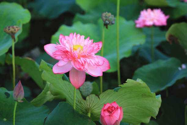 istock Peony Lotus flowers with green leaves 1519698926