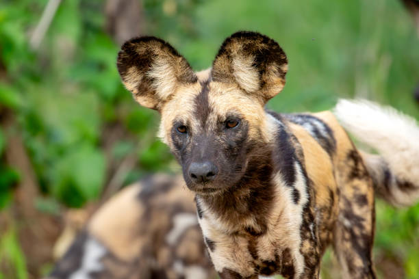 istock Portrait of a young wild dog 1519708545