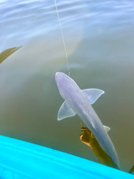 istock Sand shark fishing kayak 1519708710
