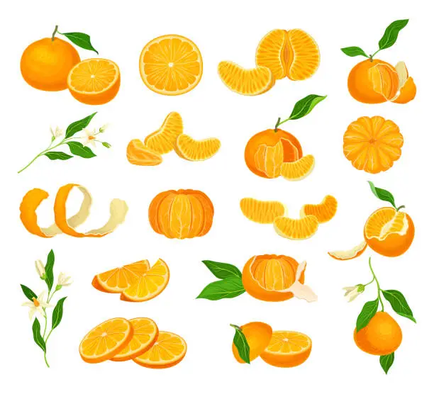 Vector illustration of Orange Mandarin Fruit Unpeeled and Skinless with Segments Big Vector Set