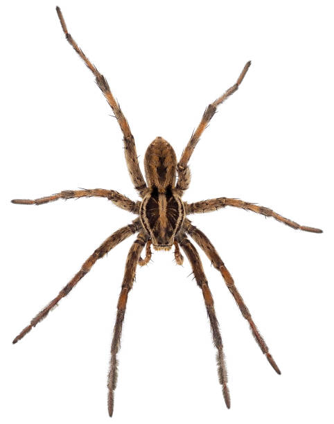 Radiated wolf spider isolated on white background, Hogna radiata Hogna radiata is a species of wolf spider present in South Europe, north Africa and Central Asia. hairy insect stock pictures, royalty-free photos & images