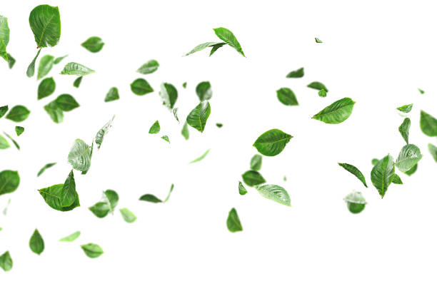 istock Fresh green leaves overlay greenery 1519709552