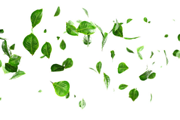 istock Fresh green leaves overlay greenery 1519709554