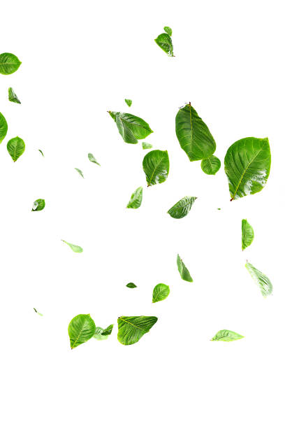 istock Fresh green leaves overlay greenery 1519709574