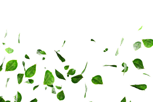 istock Fresh green leaves overlay greenery 1519709576