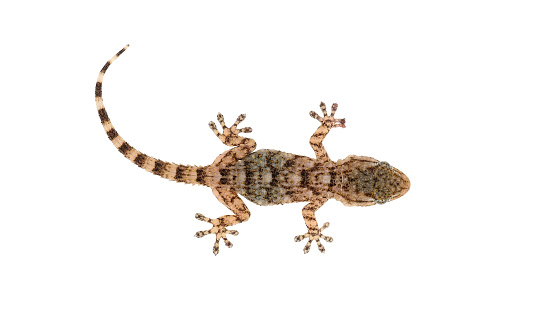 The Mediterranean house gecko is a species of house gecko common to the Mediterranean area which has spread to many parts of the world.