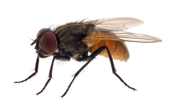 istock Housefly isolated on white background, Musca domestica 1519711452