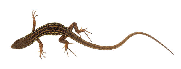istock The Italian wall lizard isolated on white background, Podarcis siculus 1519711756