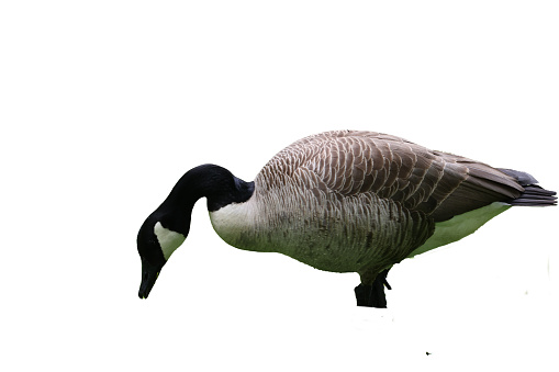 Isolated canada goose on a white background