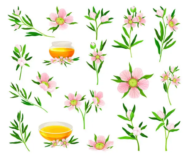 Vector illustration of Manuka or Tea Tree as Flowering Plant with Pink Flowers and Honey in Glass Bowl Big Vector Set