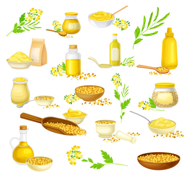 ilustraciones, imágenes clip art, dibujos animados e iconos de stock de planta de mostaza con semillas, aceite en tarro y salsa en botella big vector set - mortar and pestle condiment isolated food