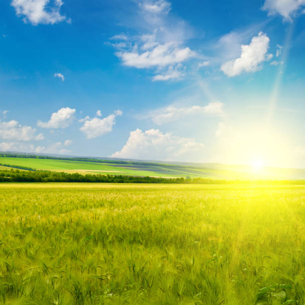istock Field with wheat ears and sunrise. 1519718427