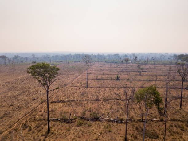istock Aerial view of illegal deforestation in Amazon rainforest. Forest trees destroyed to open land for cattle and agriculture. Mato Grosso, Brazil. Concept of environment, ecology, climate change, global 1519732412