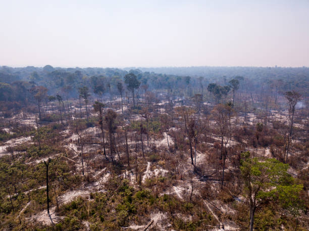 árvores em chamas com fumaça em desmatamento ilegal na floresta amazônica para abrir terras para agricultura e pecuária. conceito de co2, meio ambiente, ecologia, mudanças climáticas e aquecimento global. brasil. - landscape aerial view lumber industry agriculture - fotografias e filmes do acervo