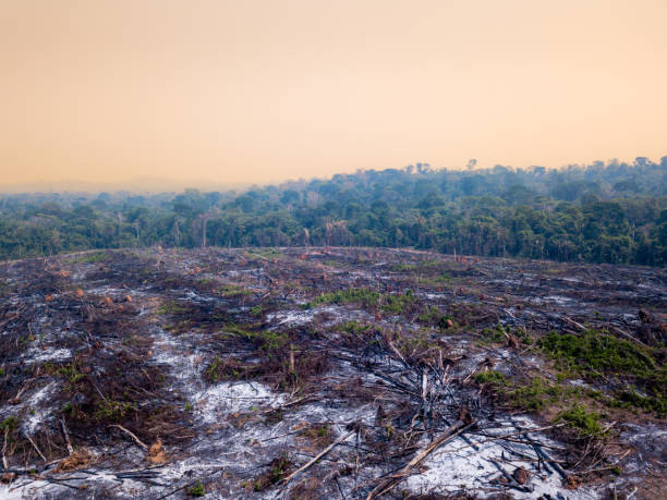 istock Amazon rainforest illegal deforestation landscape view of trees cut and burned to make land for agriculture and cattle pasture in  Brazil. Concept of ecology, environment, global warming, climate. 1519732420