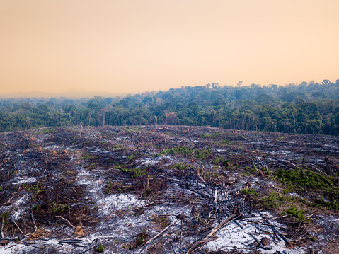Amazon rainforest illegal deforestation landscape view of trees cut and burned to make land for agriculture and cattle pasture in  Brazil. Concept of ecology, environment, global warming, climate.
