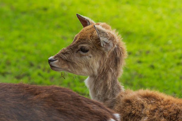 istock Cucciolo di daino 1519768109