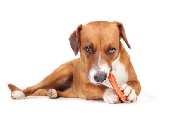 istock Happy dog with animal ear chew stick looking at camera. 1519768124