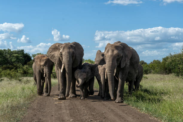 istock Elephant herd in Kruger National Park in 1519776415
