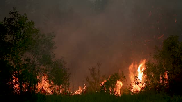 The peat forest fire at night