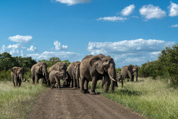 istock Elephant herd in Kruger National Park in 1519778587