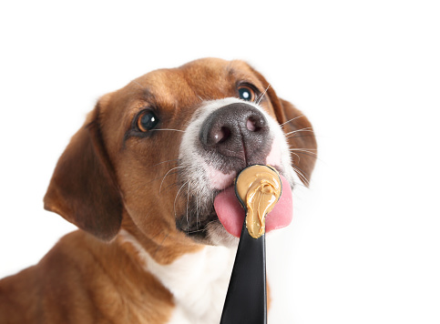 Cute puppy dog licking unsalted peanut butter with big pink tongue. Female Harrier mix dog. Selective focus on nose and peanut butter. White background.